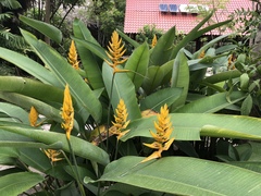 Heliconia librata