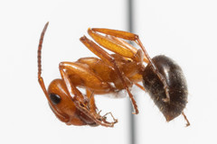 Formica sanguinea