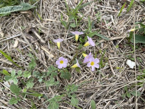 Oxalis caprina (Oxalis caprina)