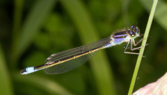 Ischnura elegans