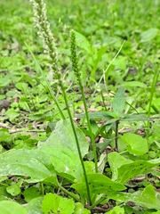 Plantago asiatica