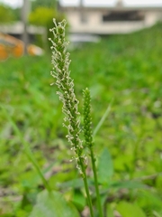 Plantago asiatica