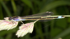 Ischnura elegans