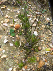 Lampranthus spiniformis