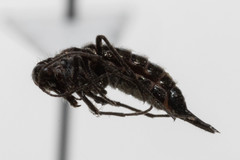 Boreus pilosus