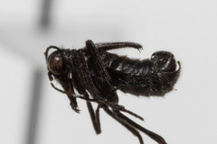 Boreus pilosus