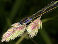 Ischnura elegans