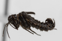 Boreus pilosus