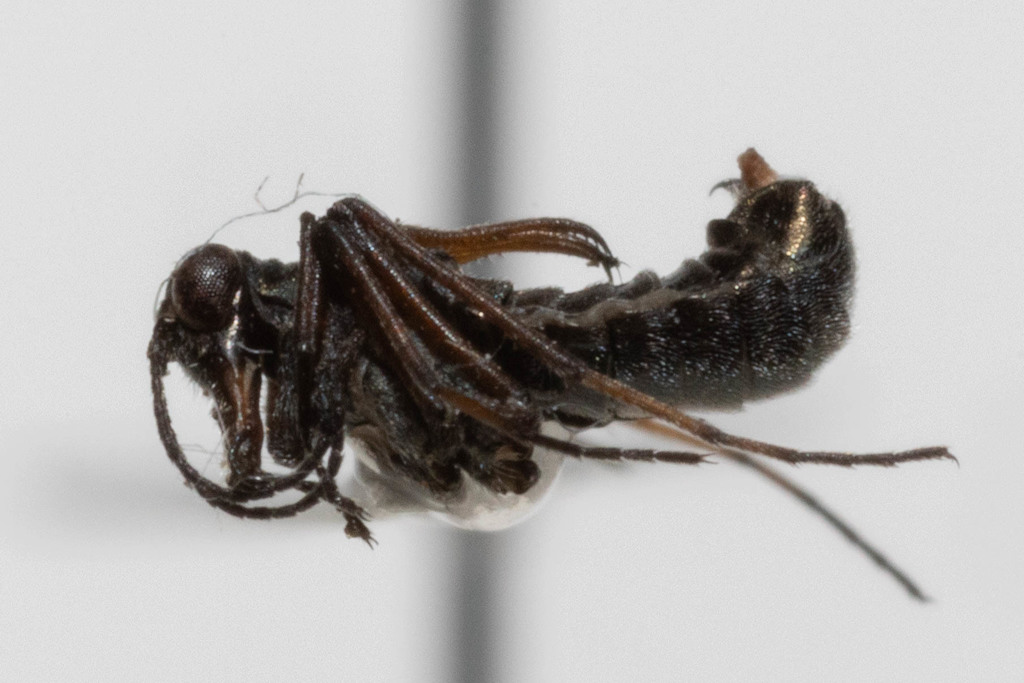 Boreus reductus