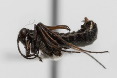 Boreus reductus