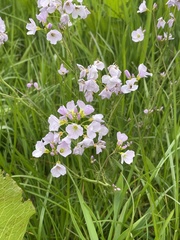 Cardamine pratensis