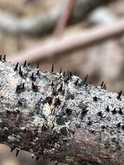 Melanommataceae