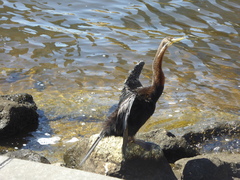 Anhinga novaehollandiae
