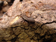 Holoscotolemon lessiniense