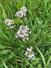 Cardamine pratensis