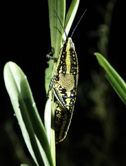 Parastria reticulata