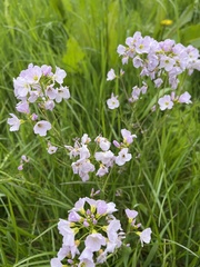 Cardamine pratensis
