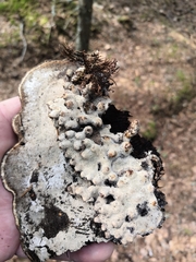 Agathomyia wankowiczii