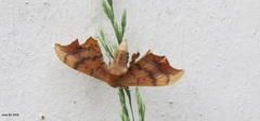 Oberthueria caeca