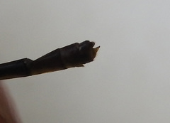 Ceriagrion obfuscans