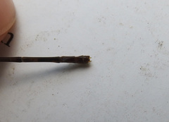 Ceriagrion obfuscans