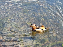 Aix galericulata