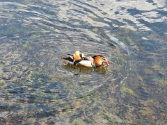 Aix galericulata