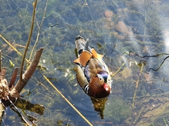 Aix galericulata