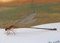Ceriagrion obfuscans