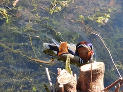 Aix galericulata