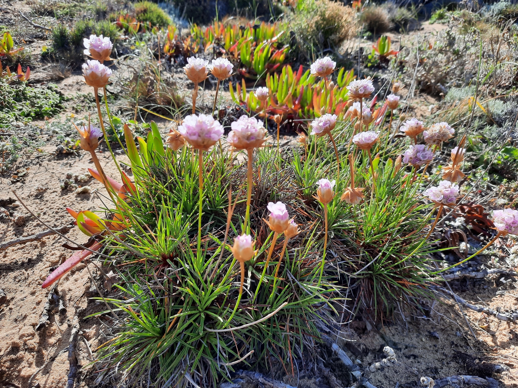 Armeria welwitschii