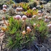 Armeria welwitschii - Photo (c) Diana Catarino, some rights reserved (CC BY-NC), uploaded by Diana Catarino