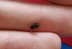 Sphragisticus nebulosus