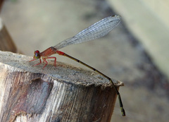 Ceriagrion obfuscans