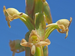 Satyrium bicorne × erectum