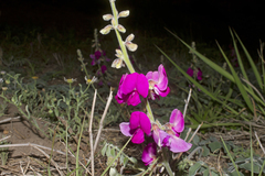 Tephrosia lindheimeri