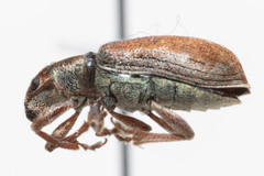 Pachyrhinus californicus