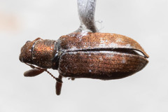 Pachyrhinus californicus