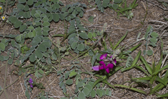 Tephrosia lindheimeri