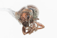 Pachyrhinus californicus