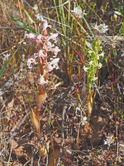 Satyrium bicorne × erectum