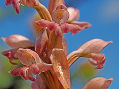 Satyrium bicorne × erectum