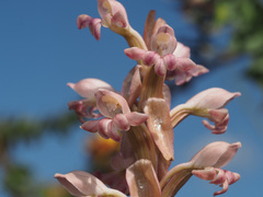 Satyrium bicorne × erectum