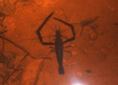 Macrobrachium sollaudii