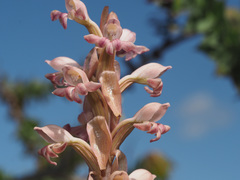Satyrium bicorne × erectum