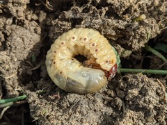 Oryctes nasicornis