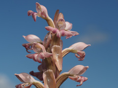 Satyrium bicorne × erectum
