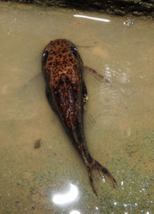 Synodontis nigriventris