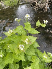 Alliaria petiolata