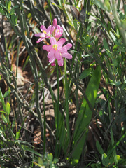 Ixia latifolia